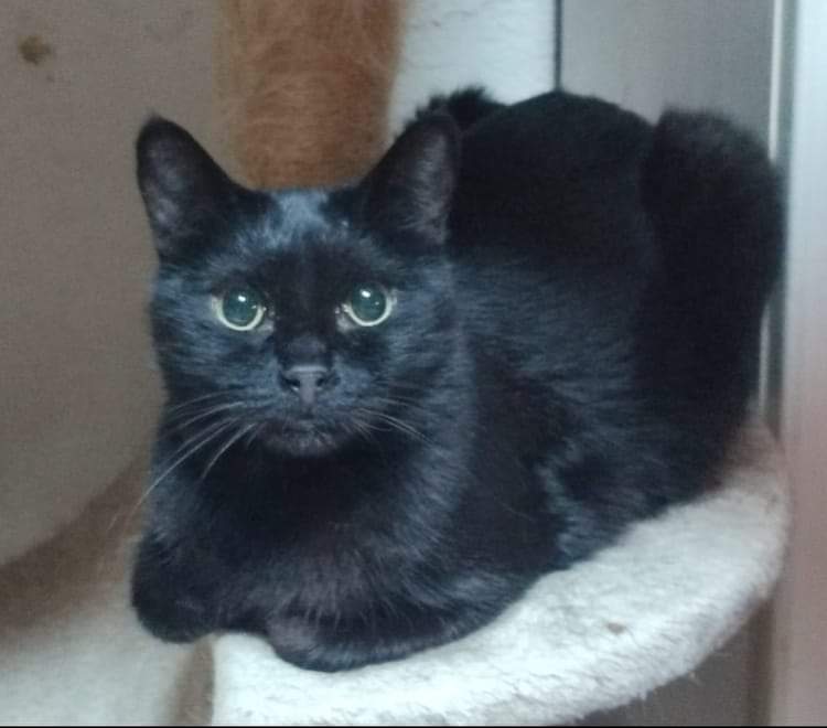 ESTE GUAPETÓN SE LLAMA BOLITA.
FUE RESCATADO HACE TIEMPO, Y DESDE ENTONCES ESTÁ CON NOSOTROS/AS.
BUSCAMOS HOGAR DE #ADOPCIÓN. #TORRENT, #VALENCIA.

BOLITA, es un macho de unos 2 añitos, y ya está esterilizado.
No es un gato cariñoso, de hecho evita el contacto con humanos,..