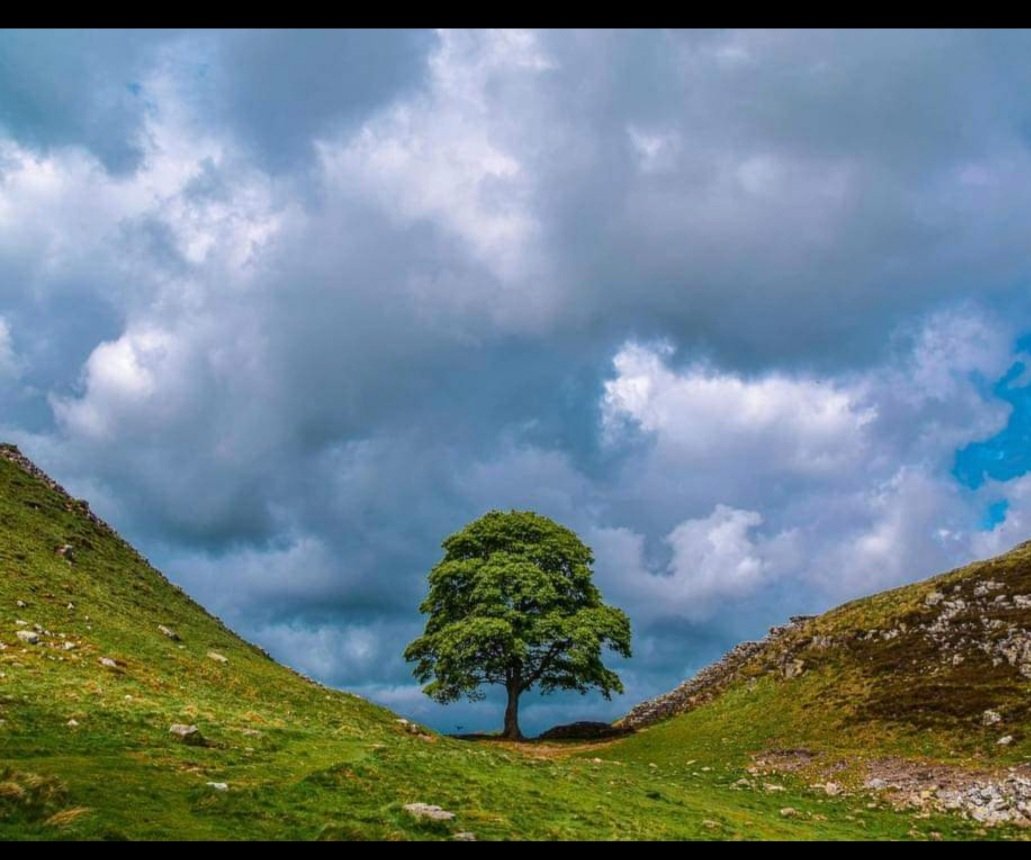 kay746's tweet photo. So some bastard has cut down the sycamore tree at Hadrians Wall. I have no words for how angry I am! https://t.co/2dbQUsBWjM
