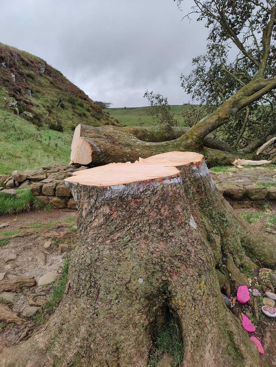 spellsandsnakes's tweet photo. I am so angry and upset. Completely senseless damage to such an iconic landmark. Sycamore Gap has always been such a gorgeous walk in the beautiful North East. Who ever did this 100% deserves what’s coming to them. https://t.co/960lsa2W8p