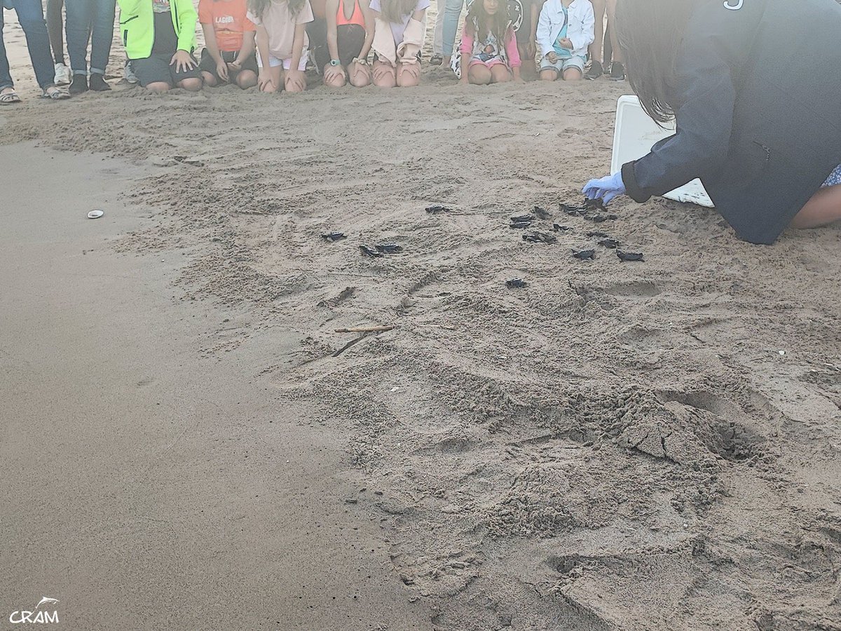 transicioeco's tweet photo. Continuem alliberant cries de🐢 #tortuga careta dels darrers dos nius del #PNDeltadelEbre que encara no han eclosionat del tot.
Els 🥚han estat traslladats al @crampress per acabar la seva incubació, ja que les condicions a la platja feien perillar la seva viabilitat. https://t.co/Mbe4Wt4Ec6