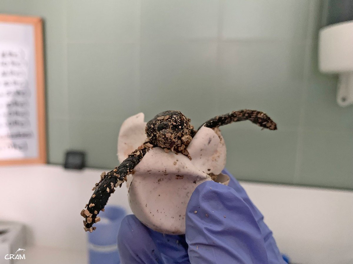 transicioeco's tweet photo. Continuem alliberant cries de🐢 #tortuga careta dels darrers dos nius del #PNDeltadelEbre que encara no han eclosionat del tot.
Els 🥚han estat traslladats al @crampress per acabar la seva incubació, ja que les condicions a la platja feien perillar la seva viabilitat. https://t.co/Mbe4Wt4Ec6