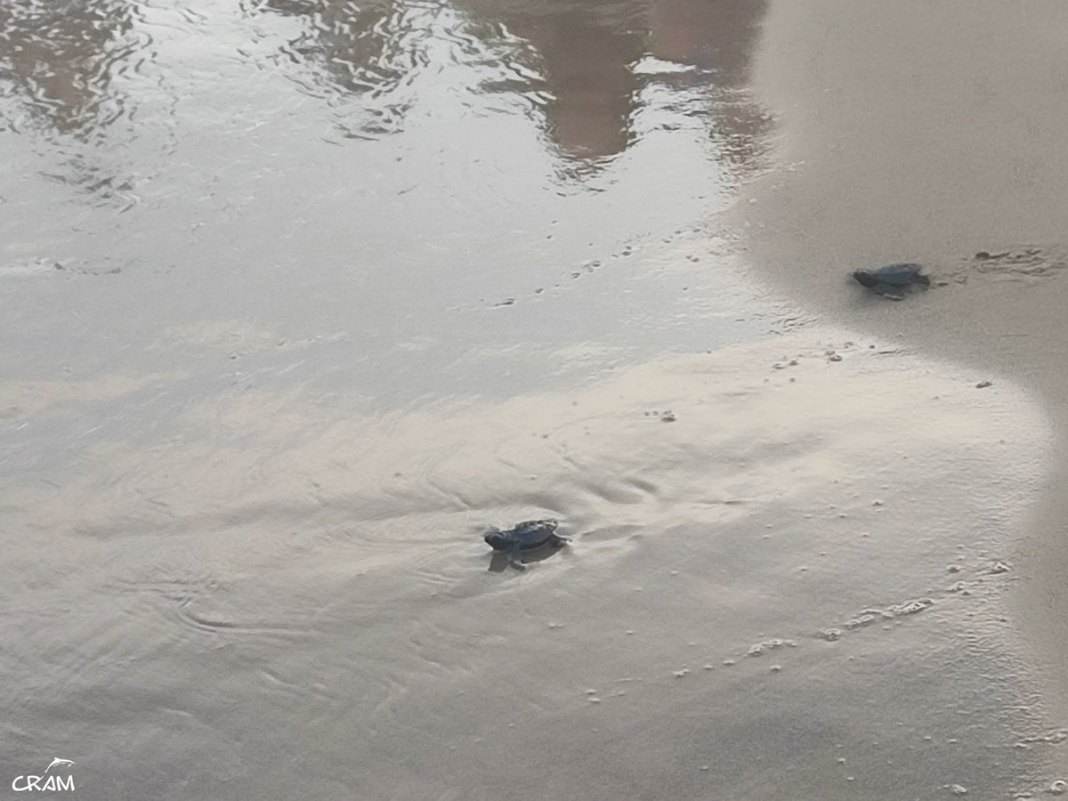 transicioeco's tweet photo. Continuem alliberant cries de🐢 #tortuga careta dels darrers dos nius del #PNDeltadelEbre que encara no han eclosionat del tot.
Els 🥚han estat traslladats al @crampress per acabar la seva incubació, ja que les condicions a la platja feien perillar la seva viabilitat. https://t.co/Mbe4Wt4Ec6
