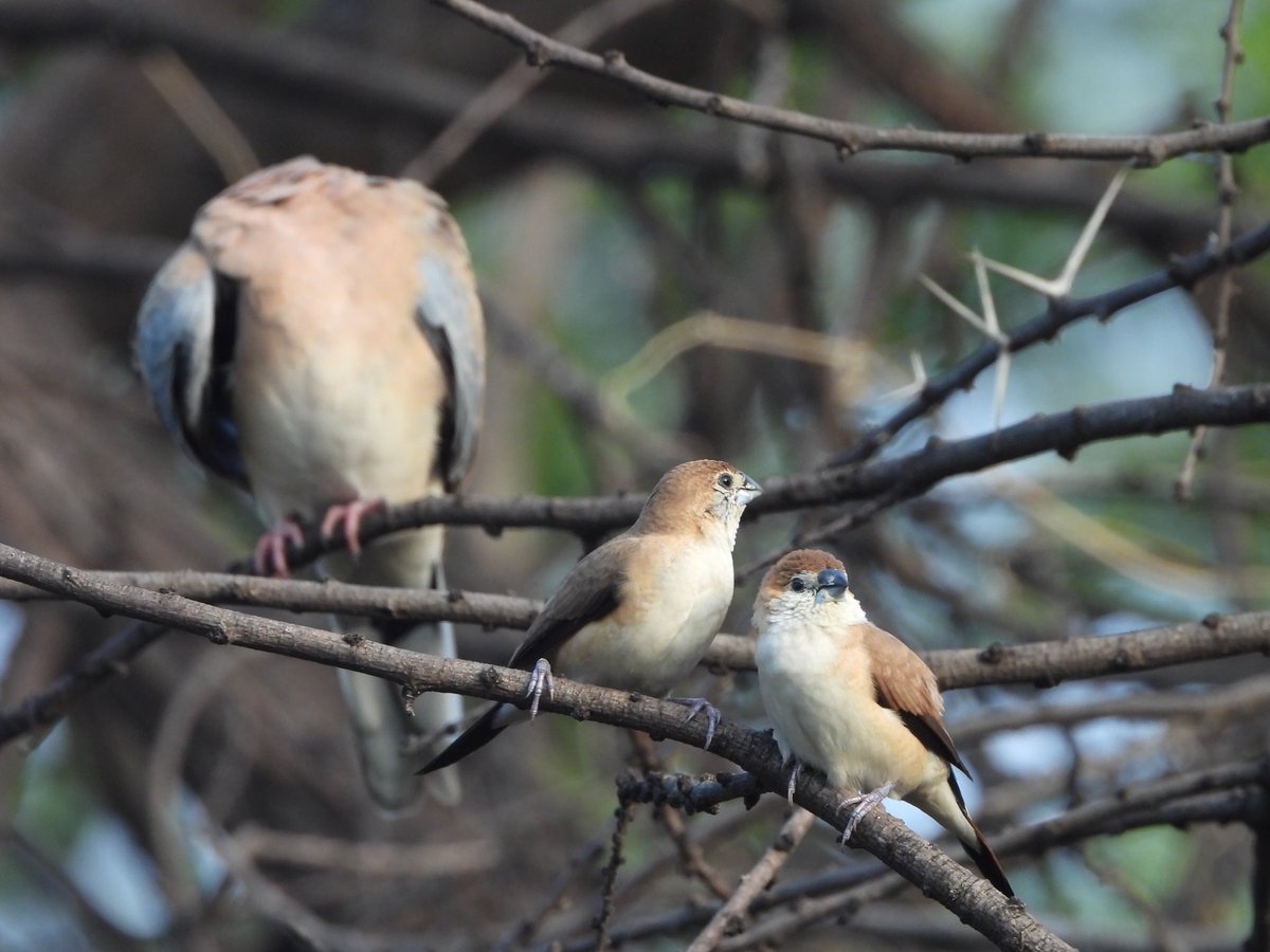 A tale of the Headless Dove 

#Dolkabadh Jaipur