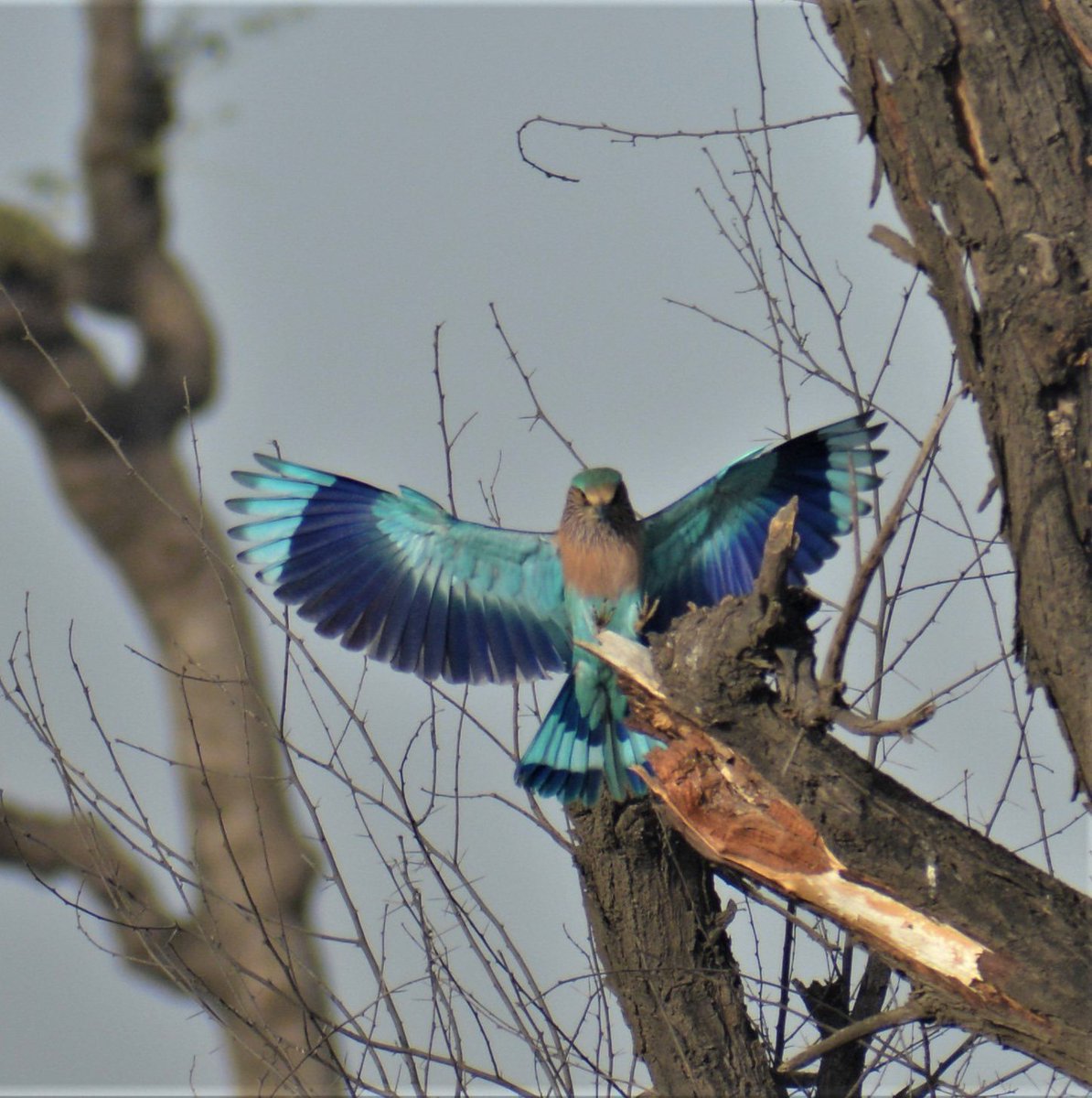 Indian Roller - Pride of Dol Ka Badh Jaipur 

#SaveDolKaBadh #DolKaBadh