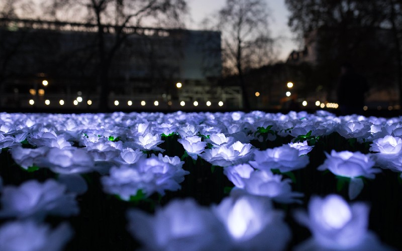 Thousands of illuminated roses are returning to Grosvenor Square this winter ow.ly/hpvG50PQyxm
