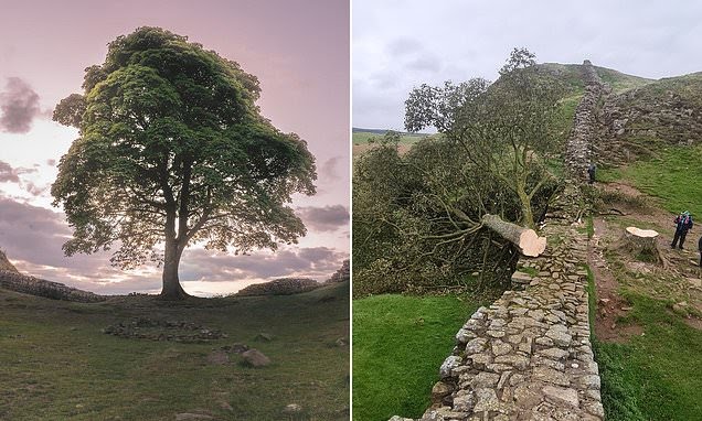 leefer3's tweet photo. Seriously pissed me off reading about this

The level of absolutely shiteness has reached epic levels

The Sycamore Gap tree near Hadrians Wall at Hexham cut down by some warped moron. https://t.co/MV6MxNY9wB