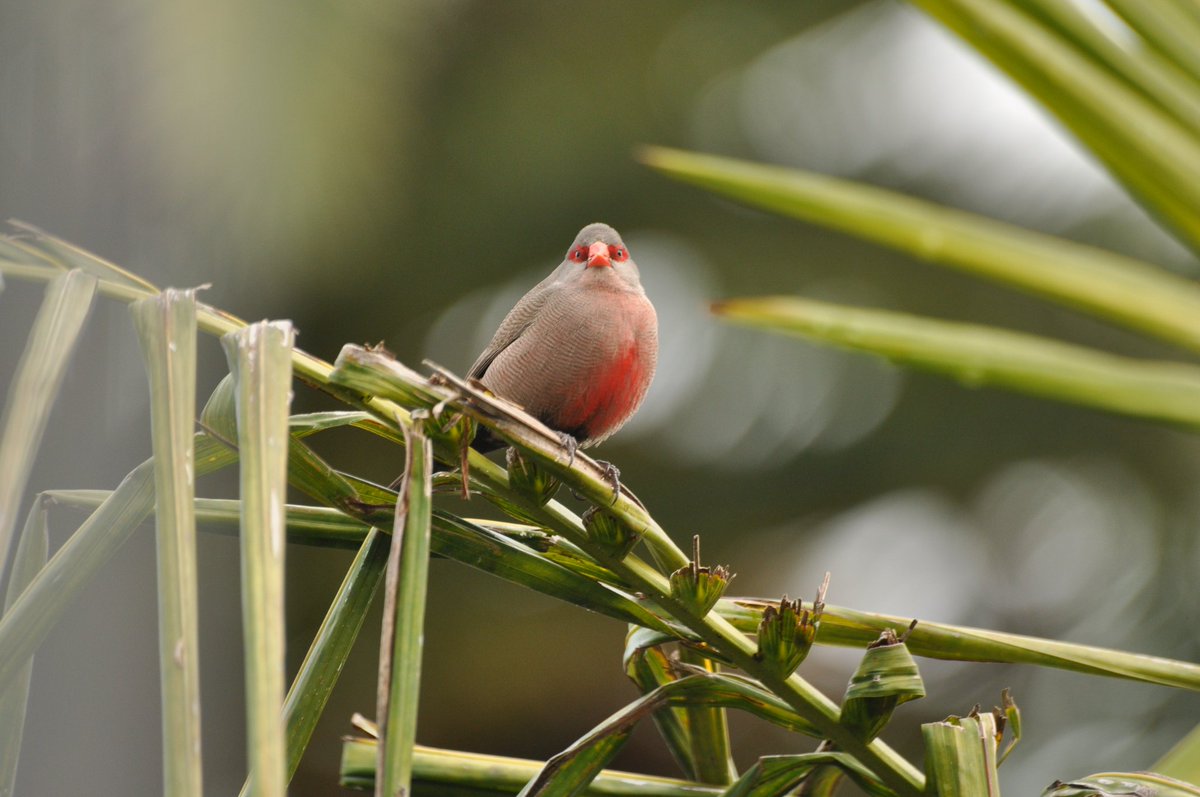 CanExplore's tweet image. Captured some beautiful birdies recently: Cape White-Eye • Common Waxbill • Fork-Tailed Drongo • Cape White-Eye 🐤 #photography