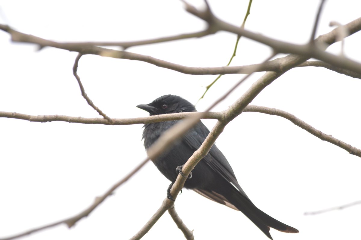 CanExplore's tweet image. Captured some beautiful birdies recently: Cape White-Eye • Common Waxbill • Fork-Tailed Drongo • Cape White-Eye 🐤 #photography