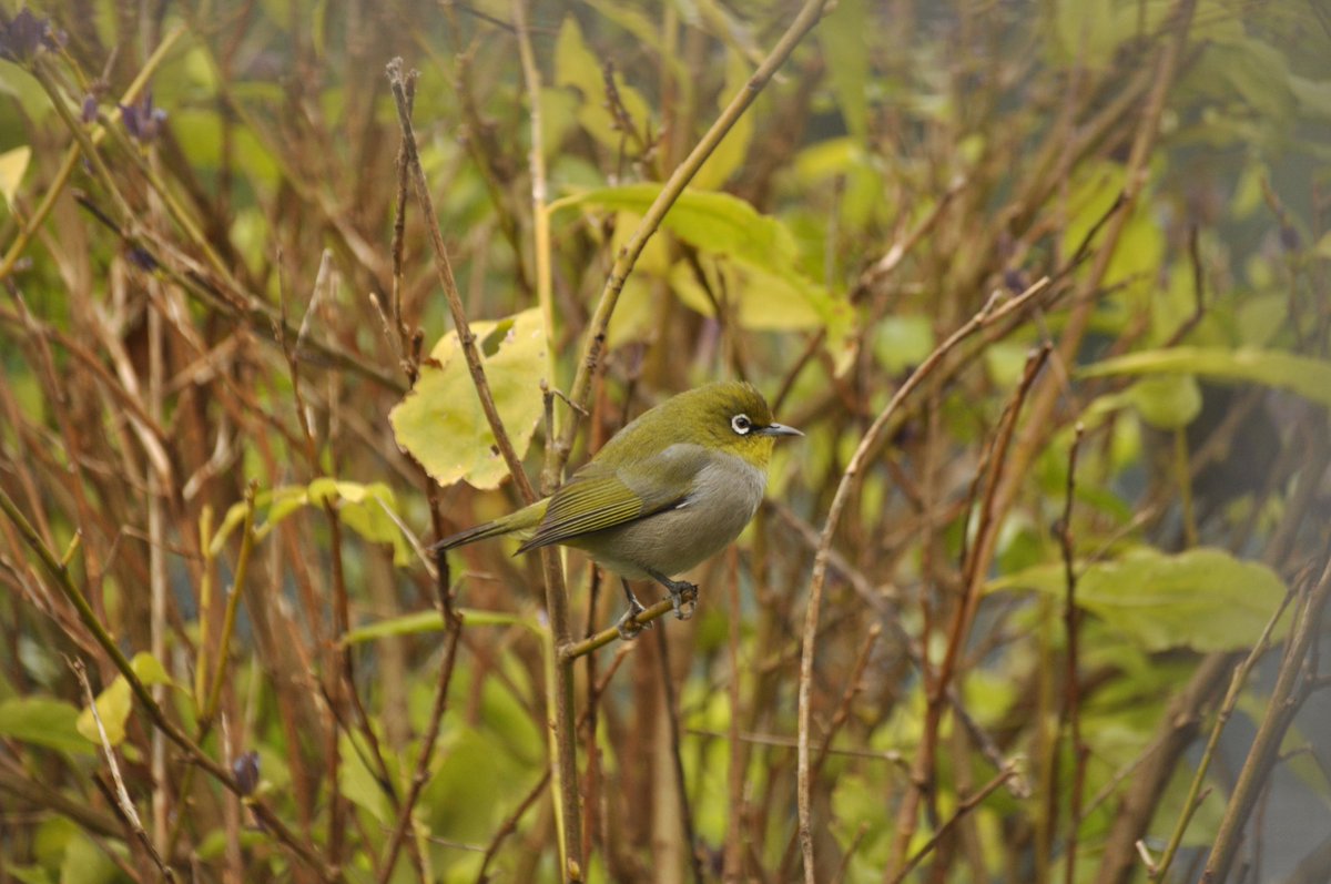 CanExplore's tweet image. Captured some beautiful birdies recently: Cape White-Eye • Common Waxbill • Fork-Tailed Drongo • Cape White-Eye 🐤 #photography