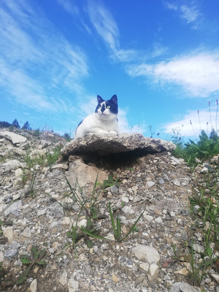 ArkusRabherr's tweet photo. Am I beautiful? 
#cats #CatsOfTwitter #CatsOnTwitter https://t.co/S1ZYCVzMIh