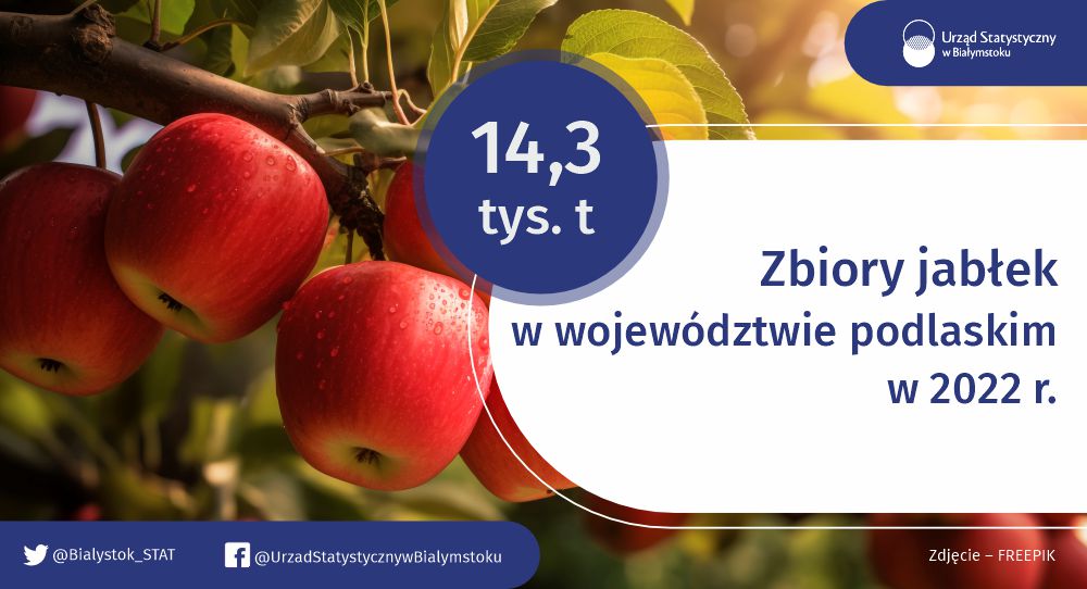 Bialystok_STAT's tweet image. W 2022 r. w woj. podlaskim produkcja jabłek stanowiła 84,1% ogólnych zbiorów owoców z drzew w sadach.

#USBiałystok #statystyki #ŚwiatowyDzieńJabłka #ogrodnictwo #sady #jabłka #podlaskie
