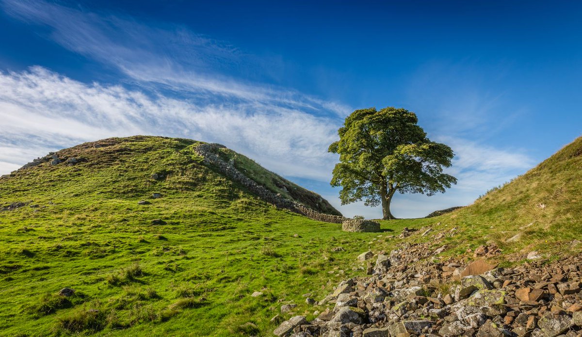 Officers have condemned the vandalism of an iconic #Northumberland tree and vowed to bring anyone responsible to justice. A full investigation has been launched after the Sycamore Gap Tree was felled overnight in what police believe to be a deliberate act of vandalism. (1/3)