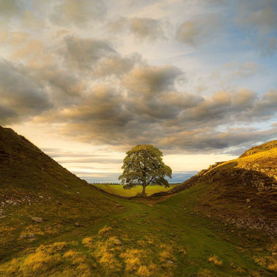 discovernland's tweet image. 📸 • @NlandNP can confirm that sadly, the famous tree at Sycamore Gap has come down over night. We have reason to believe it has been deliberately felled.

northumberlandnationalpark.org.uk/sycamore-gap-u…