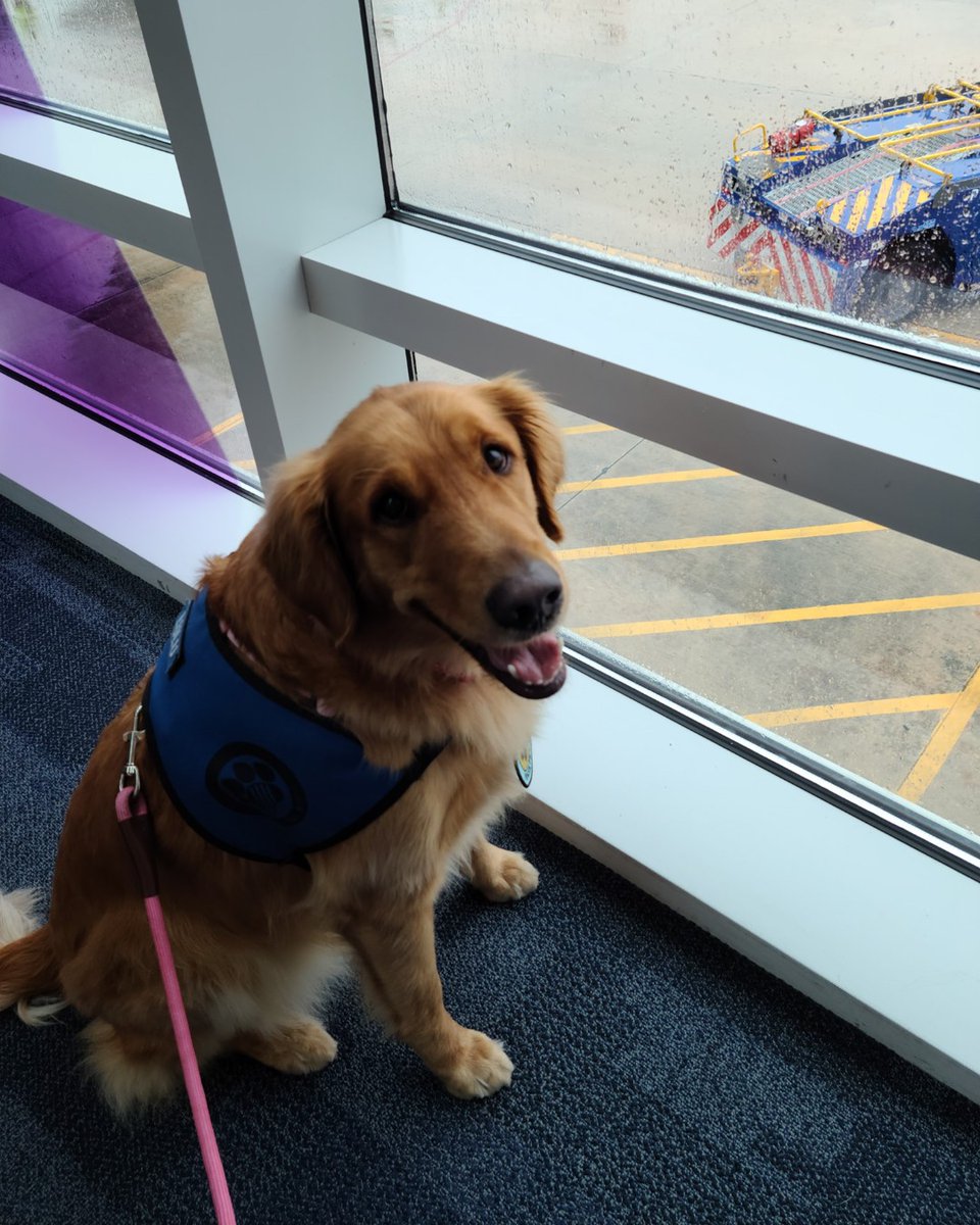 🐕 Today at 10:30 am, our #JAXPaws pet therapy team Anne & Lulu will be visiting throughout the airport to put a smile on your face. #airporttherapydogs