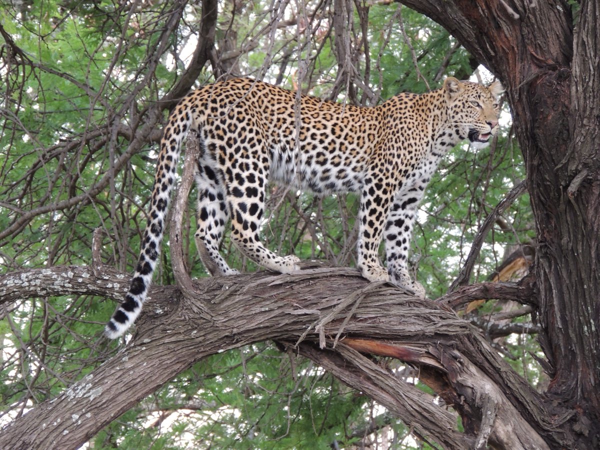 sgreatmigration's tweet photo. Leopard is the most beautiful, large, and powerful Predator with incredible agility Like a killing machine of Nature in Tanzania National Parks.

Book Tanzania safari to see this powerful creature @ https://t.co/mBclo7zFee

#greatmigrationsafari #leopard #Tanzania #nature https://t.co/tv7VuvR8np
