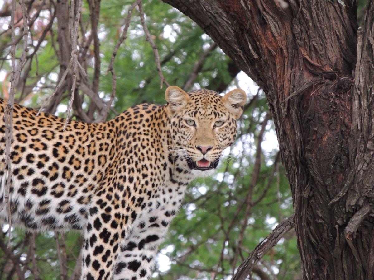 sgreatmigration's tweet photo. Leopard is the most beautiful, large, and powerful Predator with incredible agility Like a killing machine of Nature in Tanzania National Parks.

Book Tanzania safari to see this powerful creature @ https://t.co/mBclo7zFee

#greatmigrationsafari #leopard #Tanzania #nature https://t.co/tv7VuvR8np