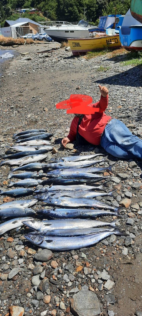 marcoide's tweet photo. @pescayacuicult La Pesca Deportiva o recreativa en el mar no está regulada, de hecho el 2020 la @SubpescaCL emitió un informe técnico y posterior resolución que fue bajada por poderes facticos. 🙈
Hay que volver a la carga. https://t.co/qolJEbqNz7