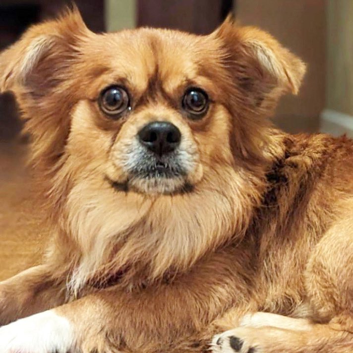 Beasley is now posted for adoption on our website petconnectrescue.org