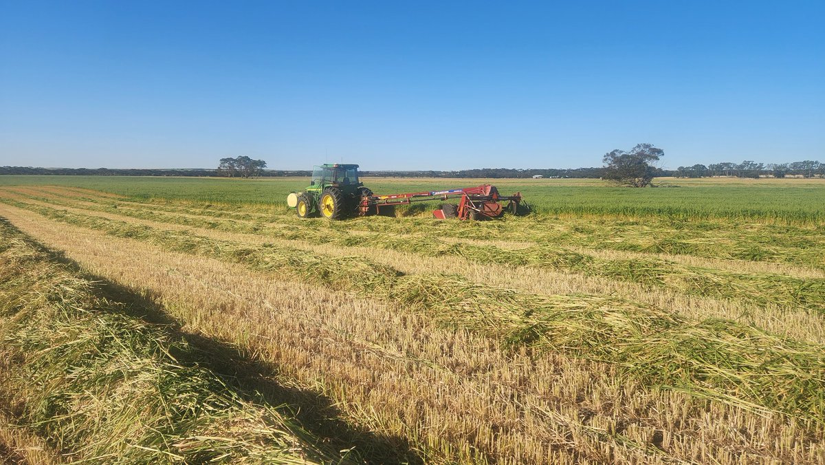 Oaten hay having a hair cut before the heat sets in!