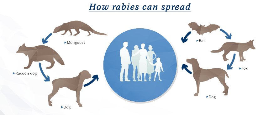 Rabies is a deadly disease that affects both humans and animals. Stay safe and protect yourself and your furry friends! One for All, All for 1 #RabiesAwareness #WildlifeSafety #rabies #rabiesday #WorldRabiesDay