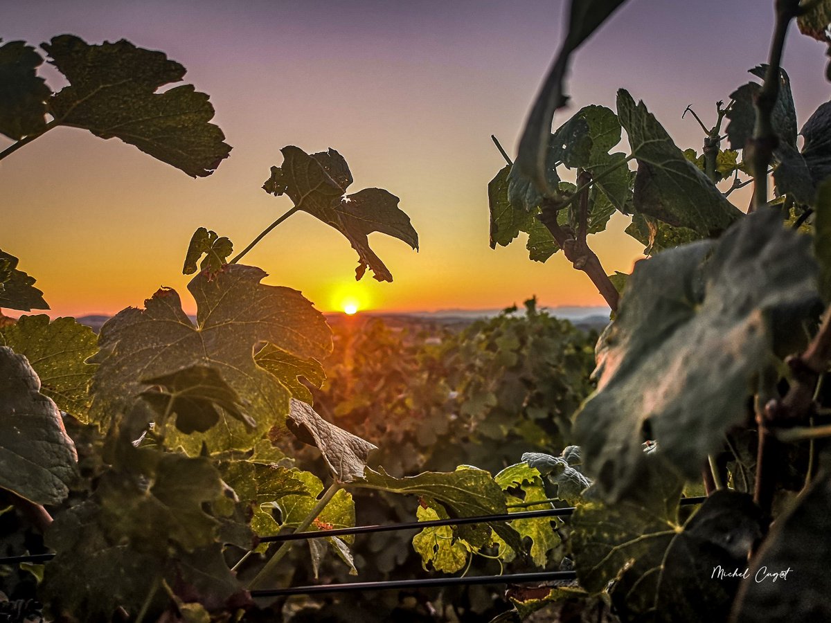 🧡Le soleil s'éveille sur les vignes de Crozes-Hermitage🧡 #JeudiPhoto #Drôme #winelover #MagnifiqueFrance