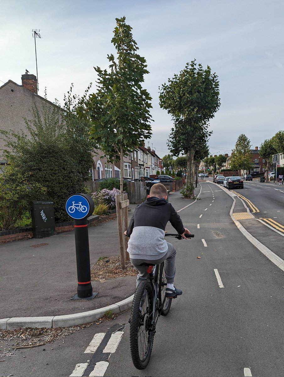 This tree was planted less than 2 years ago as a replacement for a tree where the pedestrian crossing is located just in the background. It won't take long for it to mature and start to fill the new space #coundoncycleway