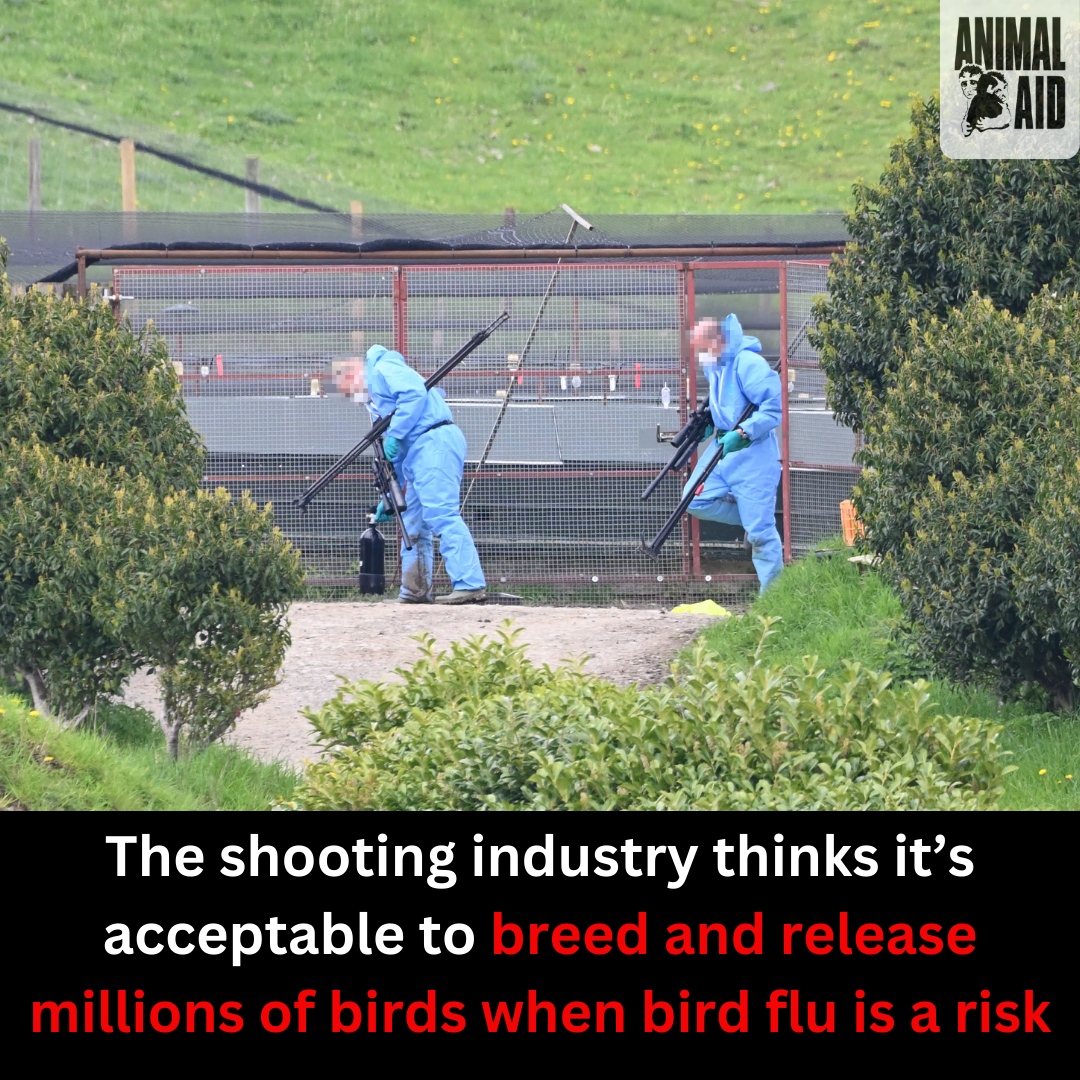 Take action!
➡️ Please share this post to help spread awareness of the harm the shooting industry does to animals and the environment.
➡️ We also have a petition – please sign it and share it ➡️
animalaid.org.uk/BirdPetitionX/
 
Thank you for caring.
#BanBloodsports #BanShooting