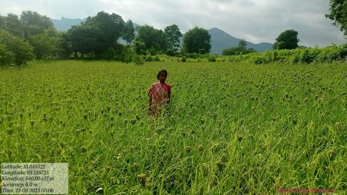 spreadkoraput's tweet photo. Happy to share our tribal  farmers ragi and sorghum field from Narayanpatna block.@dmkoraput @CMO_Odisha @MilletsOdisha @OdishaSecretary @WASSANIndia @arvindpadhee https://t.co/1loVRtFPWw