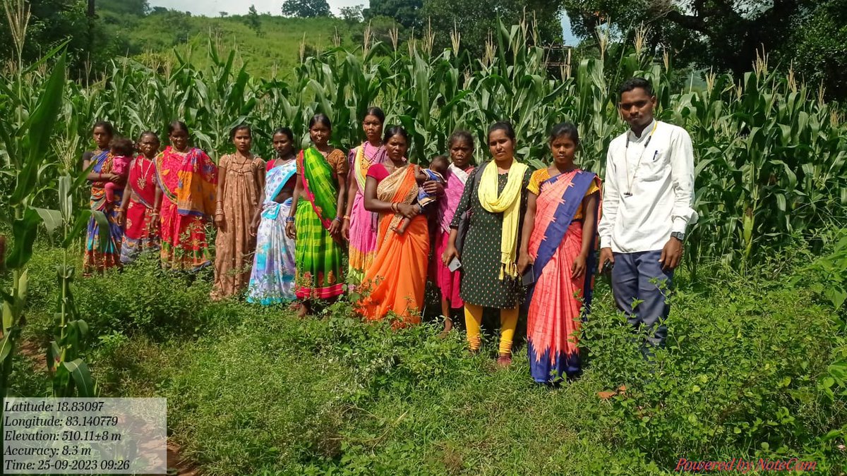 spreadkoraput's tweet photo. Happy to share our tribal  farmers ragi and sorghum field from Narayanpatna block.@dmkoraput @CMO_Odisha @MilletsOdisha @OdishaSecretary @WASSANIndia @arvindpadhee https://t.co/1loVRtFPWw