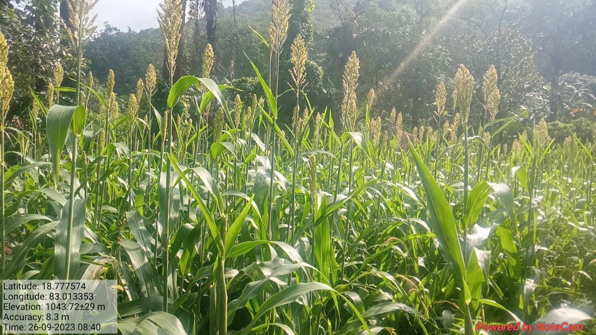 spreadkoraput's tweet photo. Happy to share our tribal  farmers ragi and sorghum field from Narayanpatna block.@dmkoraput @CMO_Odisha @MilletsOdisha @OdishaSecretary @WASSANIndia @arvindpadhee https://t.co/1loVRtFPWw