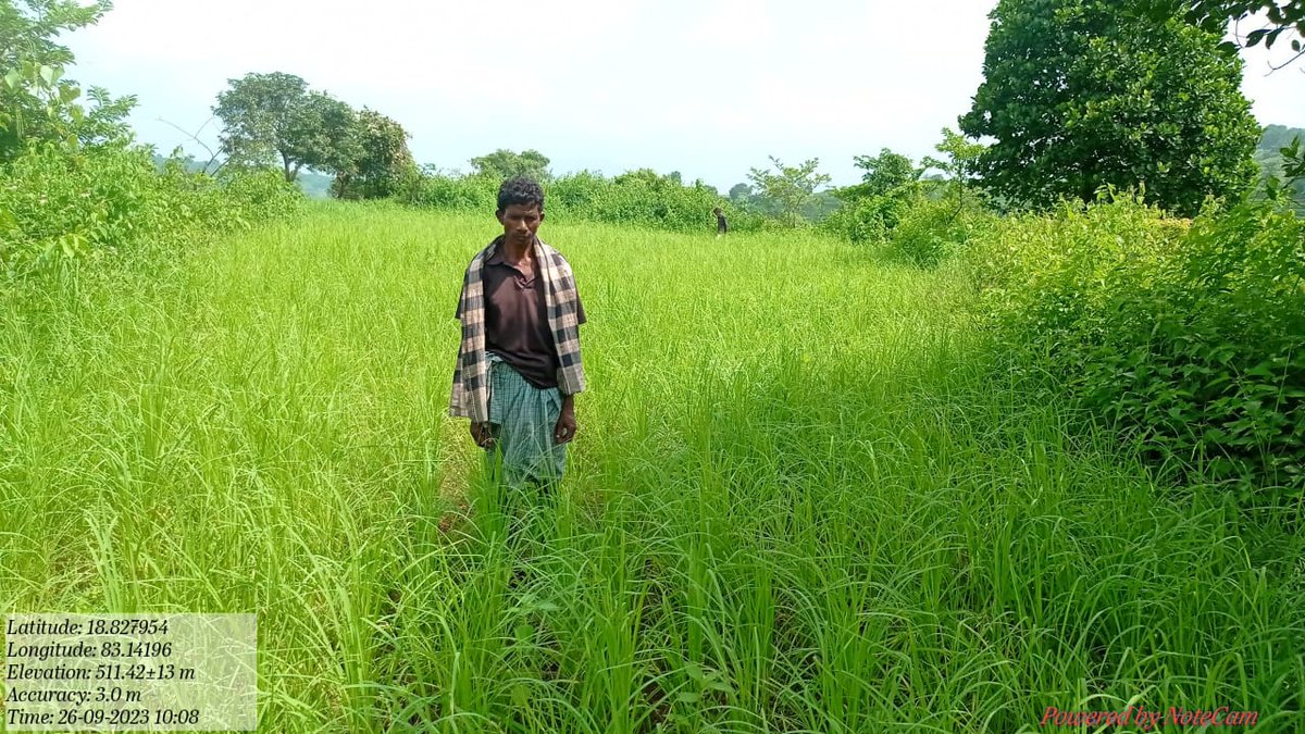 Happy to share our tribal  farmers ragi and sorghum field from Narayanpatna block.<a href="/dmkoraput/">Collector and District Magistrate, Koraput</a> <a href="/CMO_Odisha/">CMO Odisha</a> <a href="/MilletsOdisha/">Shree Anna Abhiyan</a> <a href="/OdishaSecretary/">AgriSecyOdisha</a> <a href="/WASSANIndia/">Watershed Support Services and Activities Network</a> <a href="/arvindpadhee/">Arabinda K Padhee</a>