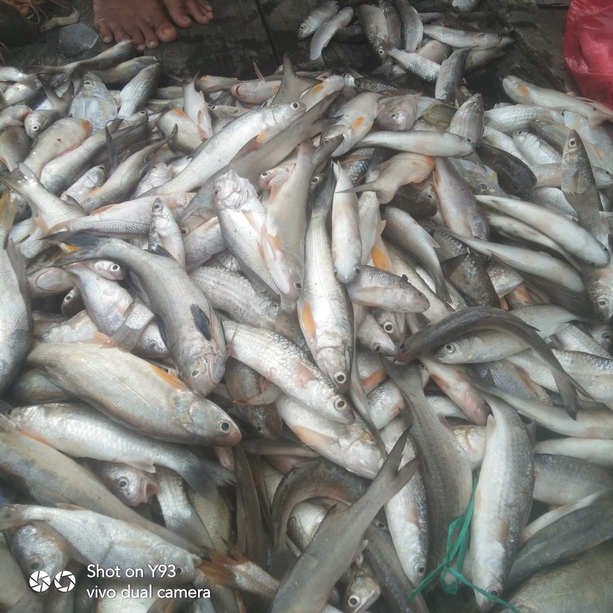 Ali_Akbar28_'s tweet photo. Rabu(27/9), Ali Akbar, Luhkan Tana tidung, KUB Intimung Taka, Ds Tana Merah, melaporkan tangkapan Ikan senangin dan belanak, Gill Net, 27 September, Sebanyak 20 kg dan 15 kg, harga jual 35.000/Kg #GiatLuhkanSatminkalBitung #Tanatidung #Tangkap https://t.co/TB8PmInczA