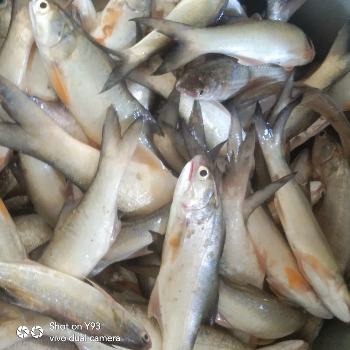 Ali_Akbar28_'s tweet photo. Rabu(27/9), Ali Akbar, Luhkan Tana tidung, KUB Intimung Taka, Ds Tana Merah, melaporkan tangkapan Ikan senangin dan belanak, Gill Net, 27 September, Sebanyak 20 kg dan 15 kg, harga jual 35.000/Kg #GiatLuhkanSatminkalBitung #Tanatidung #Tangkap https://t.co/TB8PmInczA