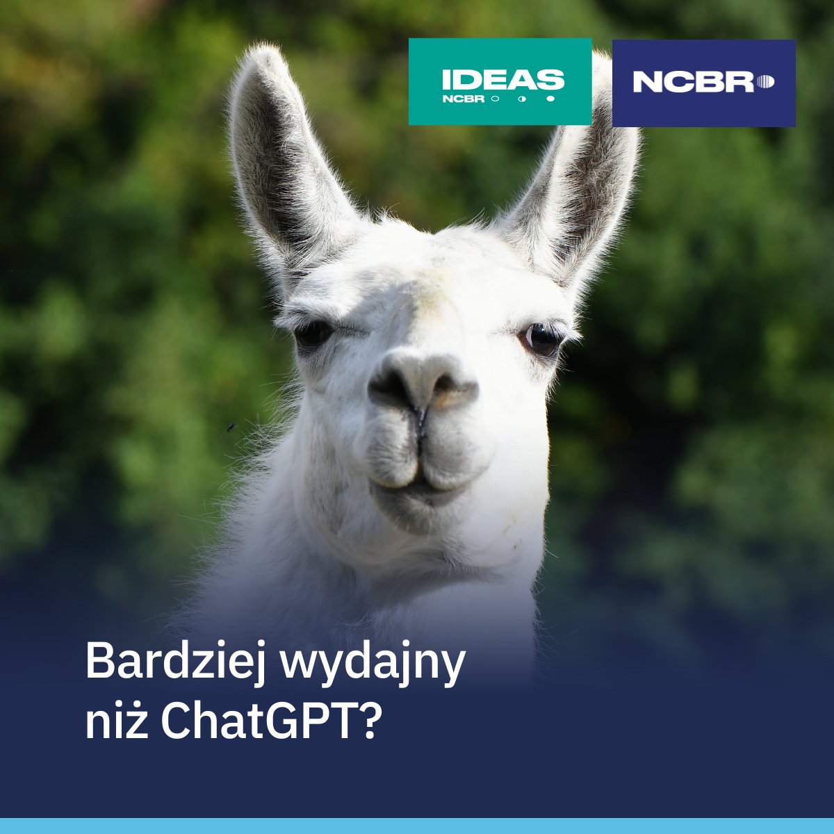 NCBR_pl's tweet photo. 🦙Polscy badacze z @UniWarszawski, @PAN_akademia i @IDEAS_NCBR opracowali duży model językowy #LongLLaMA, który potencjalnie pozwoli obsługiwać 64 razy więcej tekstu niż #ChatGPT.
Czytaj więcej➡️https://t.co/G3li15ewVD
i przetestuj możliwości #OpenLLaMA➡ https://t.co/b5fZBJfG3E https://t.co/7QYqWWBUON