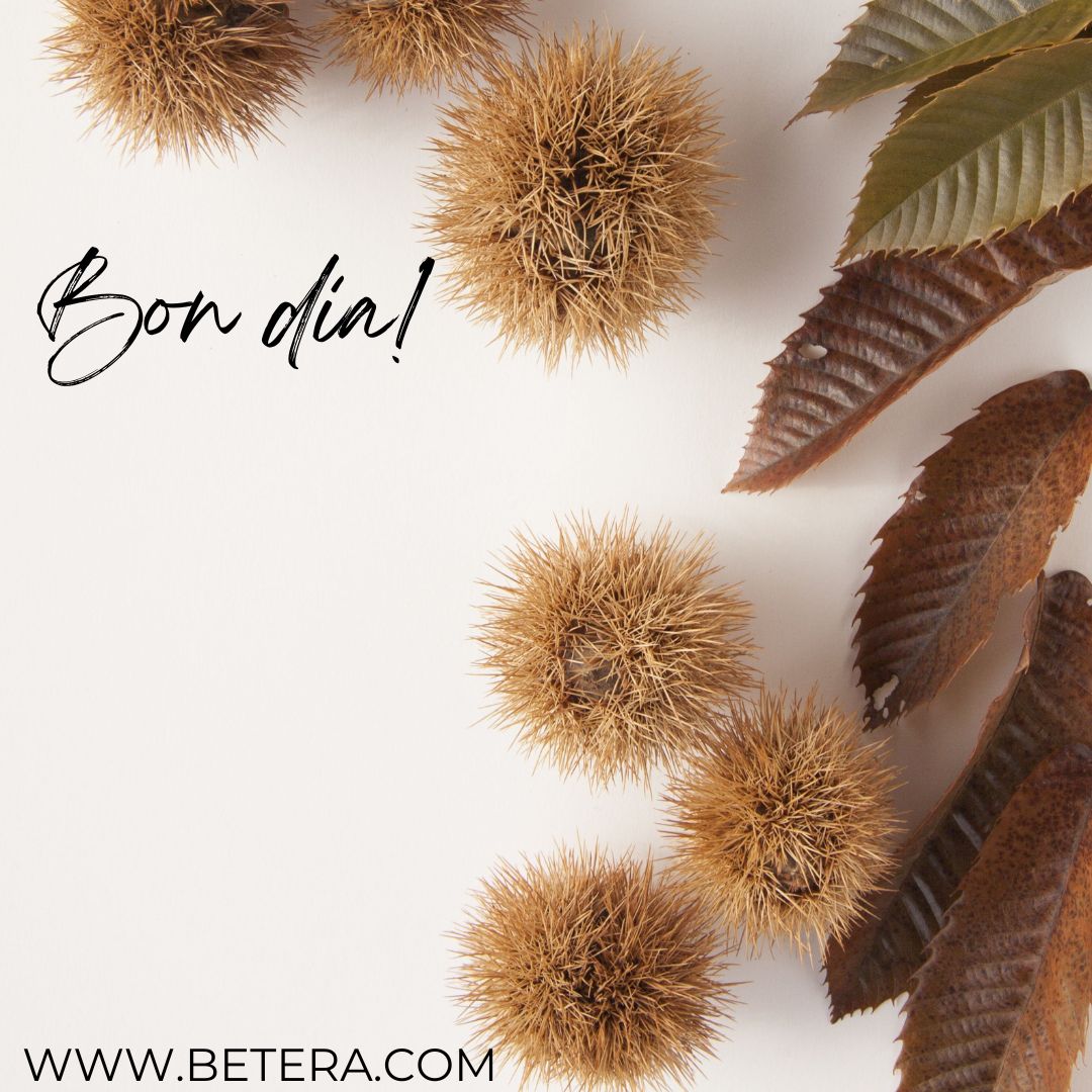 betera.com (@beteracom) on Twitter photo 