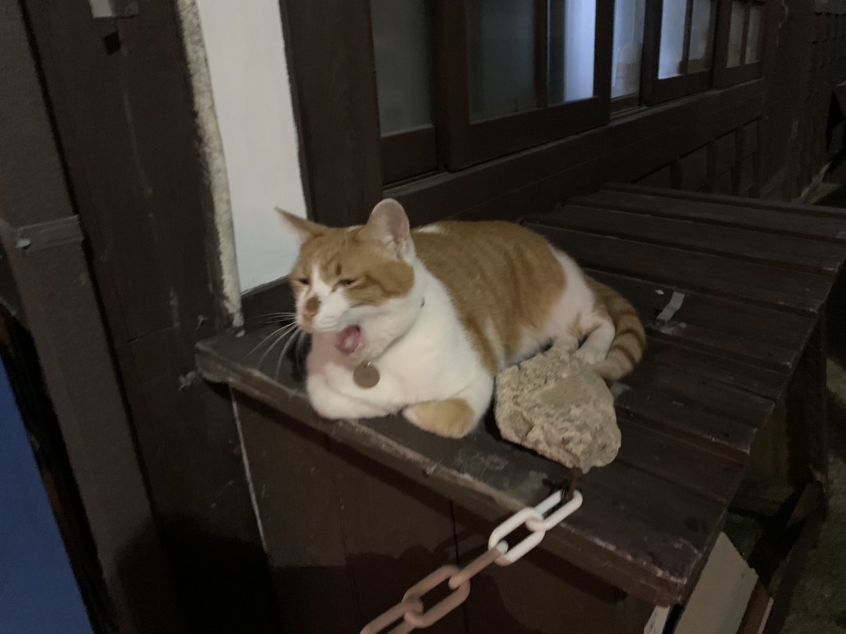MoguraV3's tweet photo. コロナ前からずーっと行きたかったオンサン。
素敵でした。
カメリア向かいのBOXに座ってた猫。
なんと！황용식のネームプレートが😻
カメリアで飼われているみたいです。 https://t.co/Qa2eCXdfQK