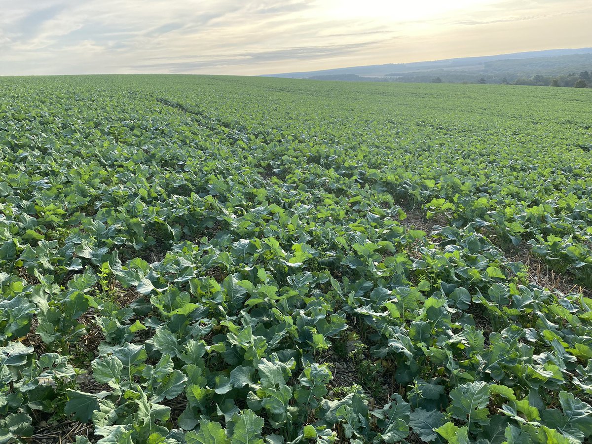 sbneveux's tweet photo. Zone #superKDR #ZI #colza
Les GA sont arrivées et pas besoin de traiter quand on est en zone superkdr !
Les plantes compagnes deviennent des plantes accessoires. Il va falloir revoir la vigueur ou la dose 🧐 https://t.co/FSRffXg4ob