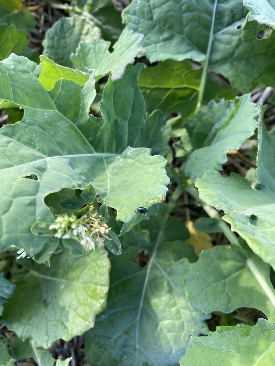 sbneveux's tweet photo. Zone #superKDR #ZI #colza
Les GA sont arrivées et pas besoin de traiter quand on est en zone superkdr !
Les plantes compagnes deviennent des plantes accessoires. Il va falloir revoir la vigueur ou la dose 🧐 https://t.co/FSRffXg4ob