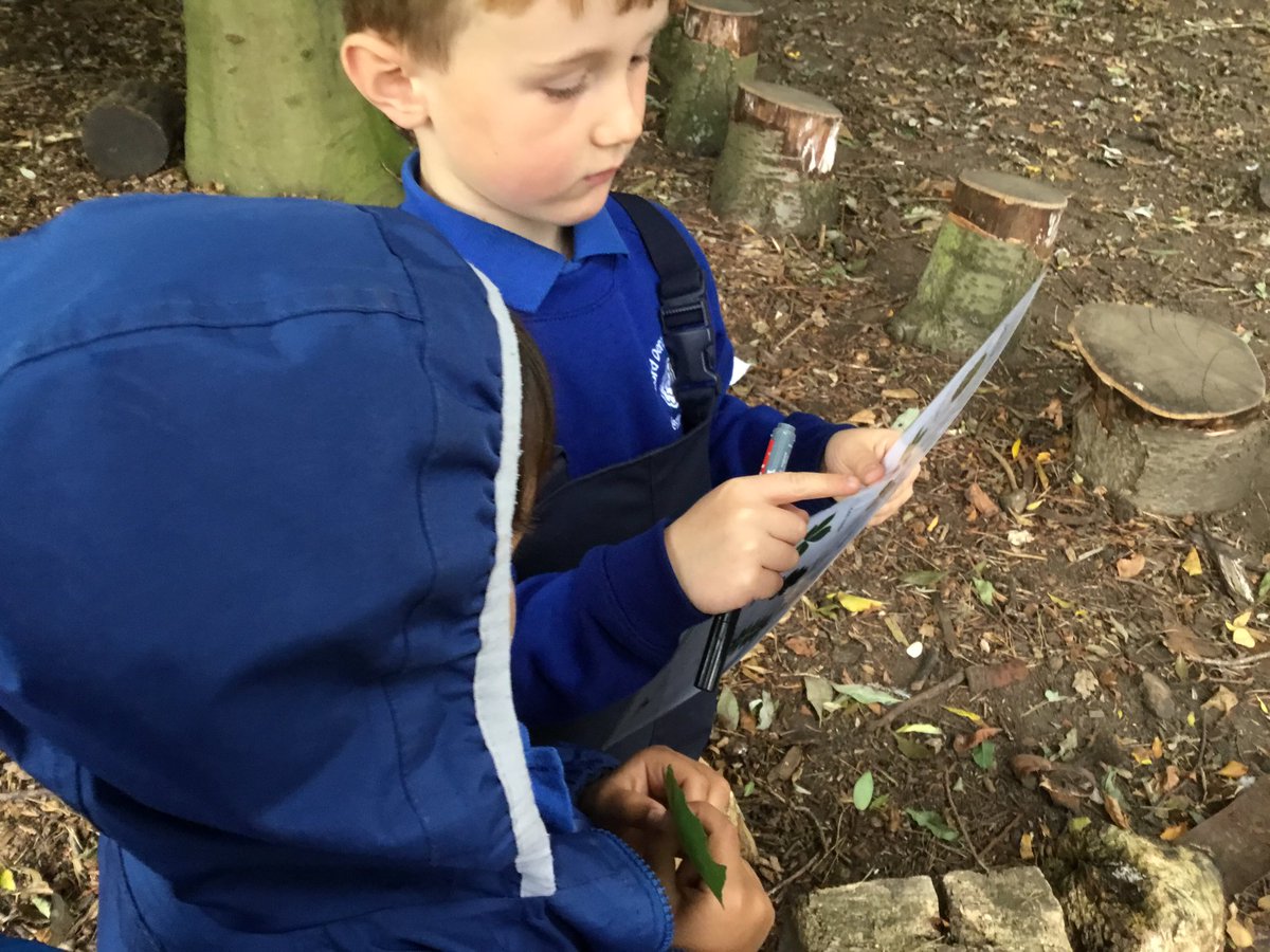 lordderamores's tweet photo. Y1 went on a leaf and identified leaves from different trees.  #LordDForest #LordDSci https://t.co/idO0HIwtEj