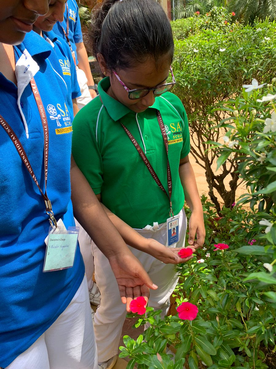 SAI_Edu_In's tweet photo. SAIoneers of Class VI went around the school garden to identify different categories of plant life. They were thrilled to identify herbs, shrubs, trees, flowering and non flowering plants. 

#ExperientialLearning #InquiryBasedLearning #HandsonLearning
#Connectingtonature https://t.co/etV9joa1tJ