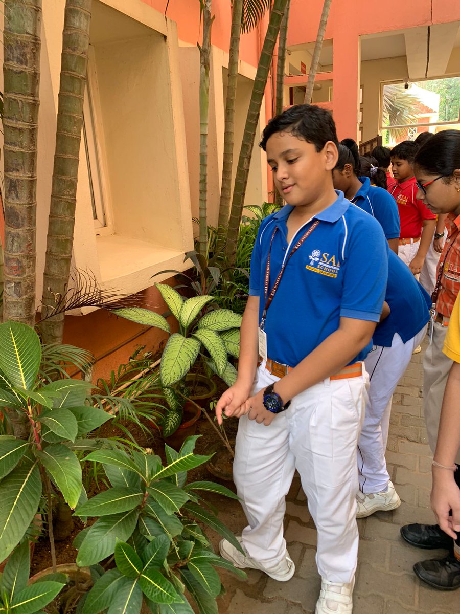 SAI_Edu_In's tweet photo. SAIoneers of Class VI went around the school garden to identify different categories of plant life. They were thrilled to identify herbs, shrubs, trees, flowering and non flowering plants. 

#ExperientialLearning #InquiryBasedLearning #HandsonLearning
#Connectingtonature https://t.co/etV9joa1tJ