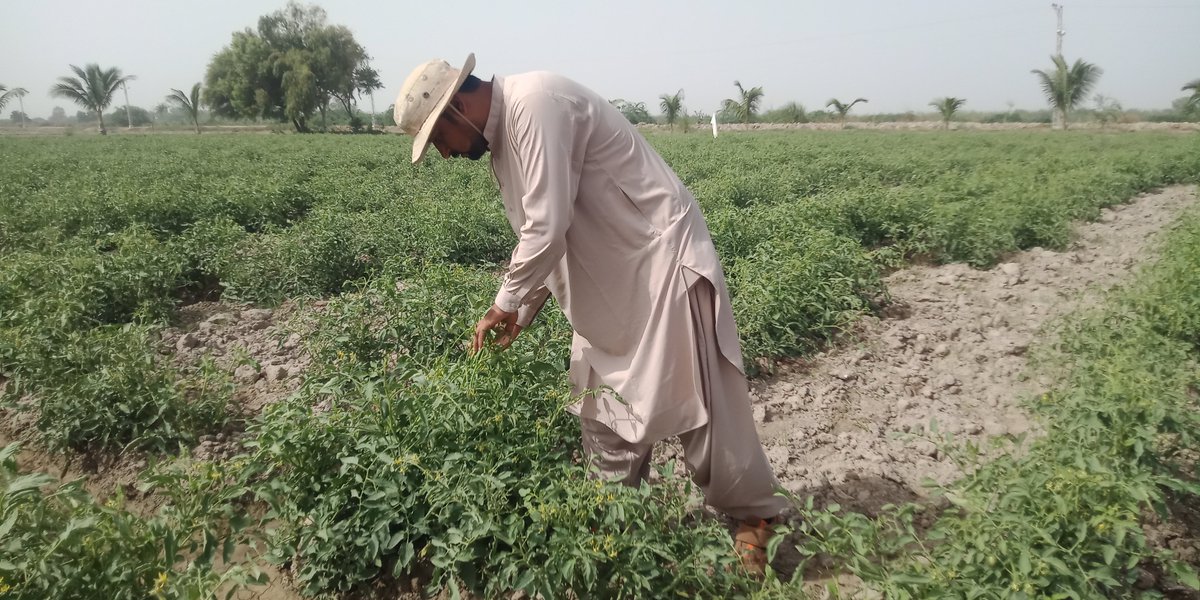 naveed_katohar's tweet photo. Pak🇵🇰💓Japan🇯🇵 Agriculture Farm #Mian_Gi_Da_Pind_Gharo.
#Agriculture_Specialist
#Research_Assistant
#Agriculture_Service https://t.co/5zMgmH6QxE