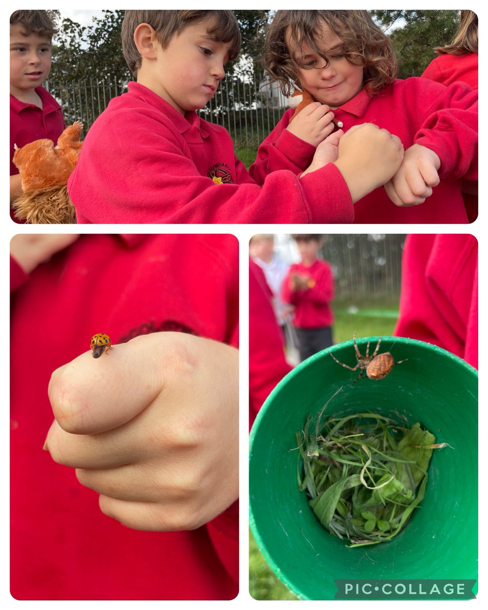 ⁦<a href="/YDewiSant/">Ysgol Dewi Sant</a>⁩ dod o hyd i ffrindiau newydd yn Clwb Coed. Ro’n ni’n cyffrous iawn i weld llyffant bach, efaillai o ein pwll!/ Finding new friends in Clwb Coed. We were very excited to see a small toad, maybe from our pond!