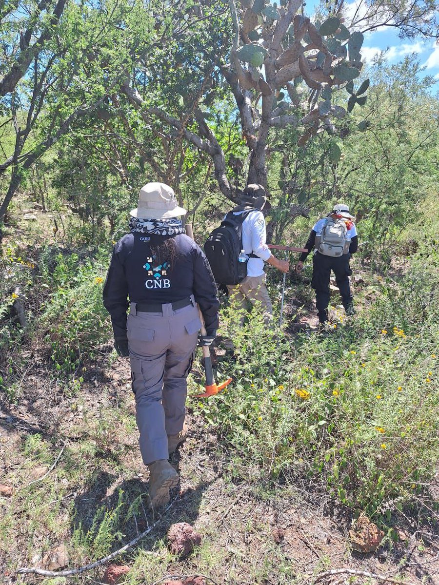 Comisión Nal. de Búsqueda Mx tweet media