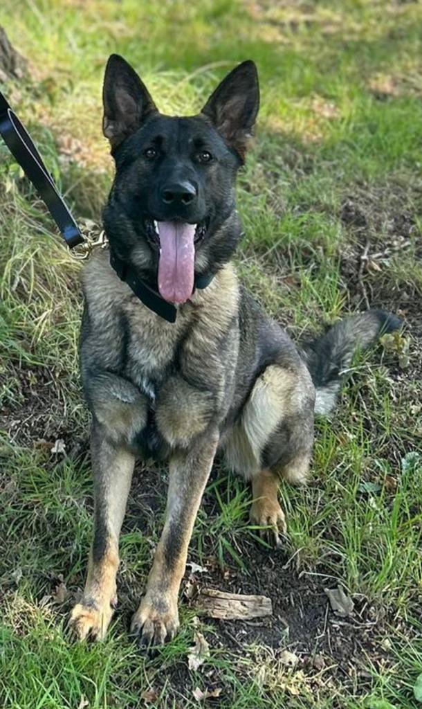 WarksPoliceDogs's tweet photo. TPD Kyra has decided that she doesn’t enjoy the games enough to become a PD so we are looking for a 5⭐️ active pet home for her. 

Kyra is an 18 months old GSD bitch, very loving &amp; affectionate but can be wary of people she doesn’t know. She has previously lived in a pet home https://t.co/K7wFRyF9C0