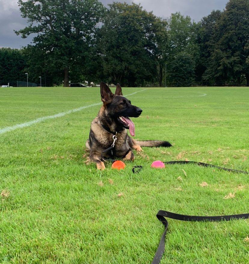 WarksPoliceDogs's tweet photo. TPD Kyra has decided that she doesn’t enjoy the games enough to become a PD so we are looking for a 5⭐️ active pet home for her. 

Kyra is an 18 months old GSD bitch, very loving &amp; affectionate but can be wary of people she doesn’t know. She has previously lived in a pet home https://t.co/K7wFRyF9C0