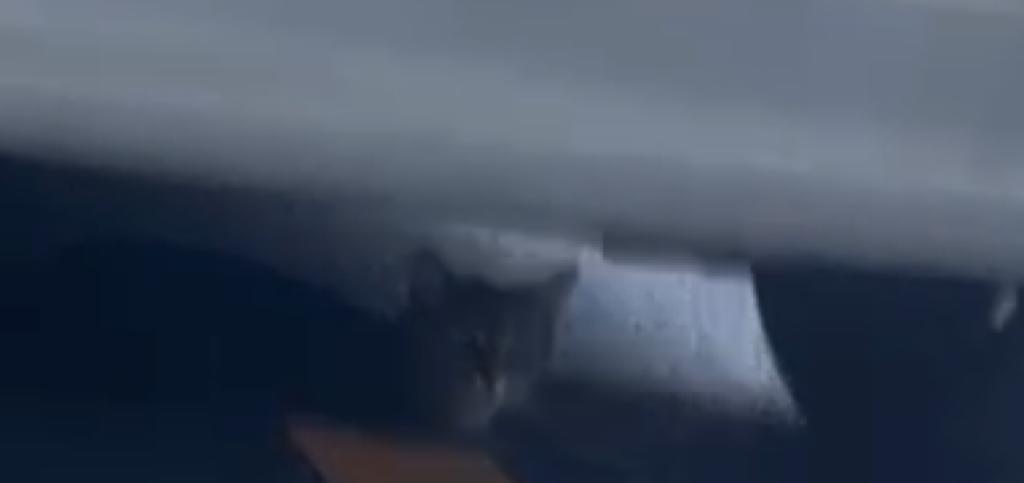 Nos pasan foto de un gato atigrado gris que parece perdido por la zona de Islas Canarias en San Ignacio, Bilbao