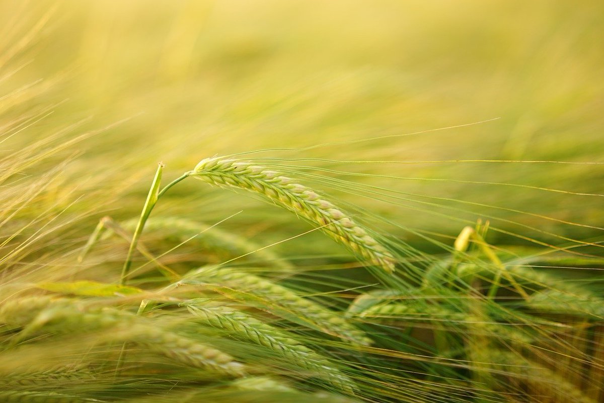 TheorApplGenet's tweet photo. GWAS reveals novel QTL for seed dormancy in barley
https://t.co/0TfE8ATjFE https://t.co/Ck3RADieXE