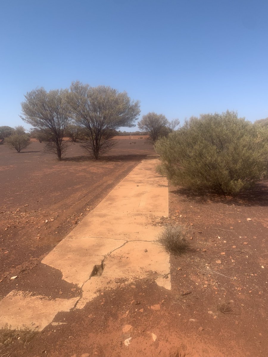 LesEverettFreo's tweet photo. The original cricket pitch at Youanmi this morning https://t.co/YRicvG63wP