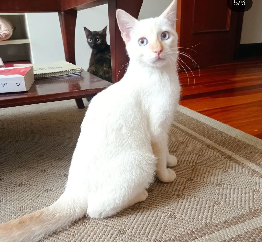 3 divinidades en adopción.
Son super cariñosas, están todo el día de parranda y mimoseando con su mami de acogida y con su hermana mayor gatuna.
Aún no han cambiado los dientitos, siguen siendo peques y pueden crecer a tu lado.
Quieres unas trillizas en tu vida? Escríbenos!
